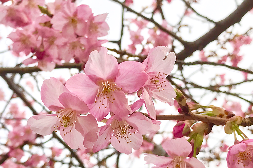 桜 春 開花